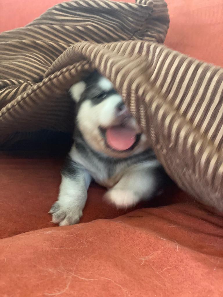 Alaskan Klee Kai verspielt